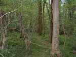 Cliquez ici pour voir l'image (Dscf0031.jpg)